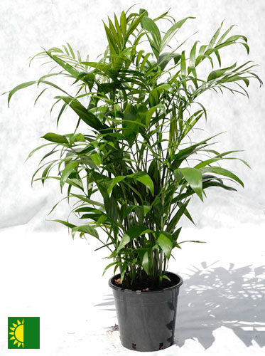 شامادورا - نخل بامبو